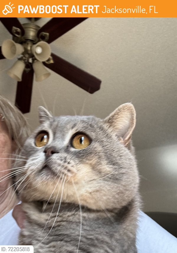 Found/Stray Male Cat last seen Hartsfield Rd , Jacksonville, FL 32277