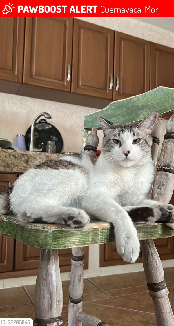 Lost Male Cat last seen Calle vías de ferrocarril Méx- balsas, col ocotepec, Cuernavaca, Mor. 