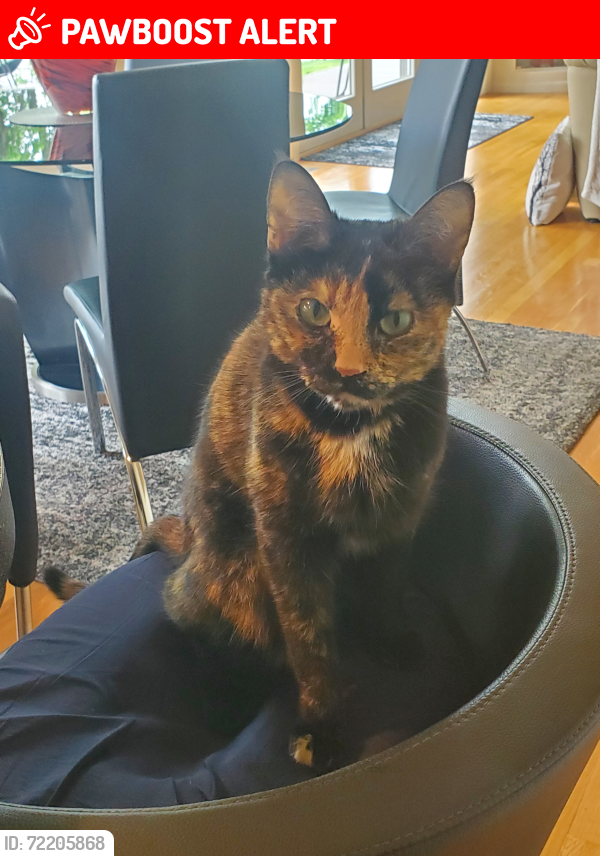 Lost Female Cat last seen Eagle CT Dr., Waterford Township, MI 48329