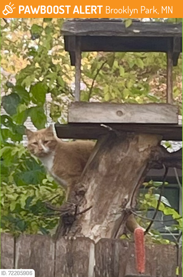 Found/Stray Male Cat last seen 64th Ave N, Brooklyn Park, MN 55428