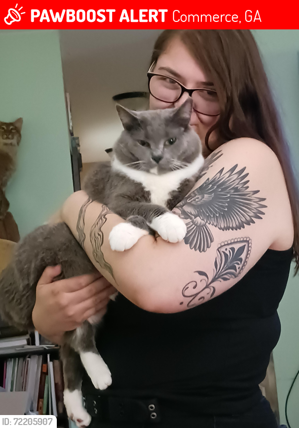 Lost Male Cat last seen Louise Drive and Lewis Circle, Commerce, GA 30529