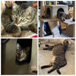 Reunited Male Cat last seen Francesca , Elk Grove, CA 95758