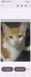 Lost Male Cat last seen Hwy 30 & larch mountain road, Corbett, OR 97019