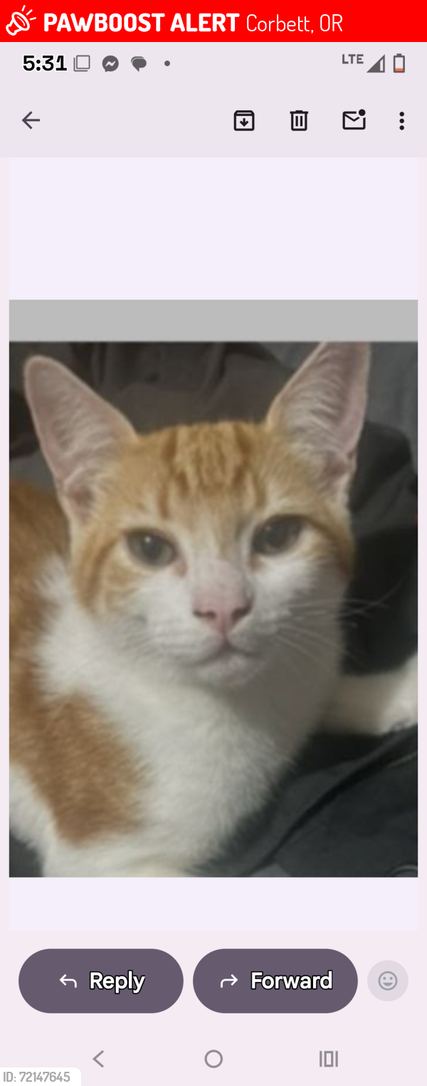 Lost Male Cat last seen Hwy 30 & larch mountain road, Corbett, OR 97019