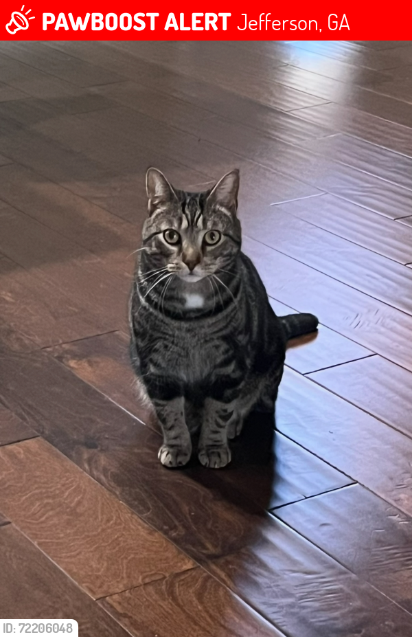 Lost Male Cat last seen White Birtch Ln & Grand Oak, Jefferson, GA 30549