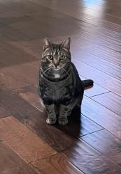 Lost Male Cat last seen White Birtch Ln & Grand Oak, Jefferson, GA 30549