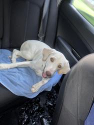 Lost Female Dog last seen Rome ga , Rome, GA 30161
