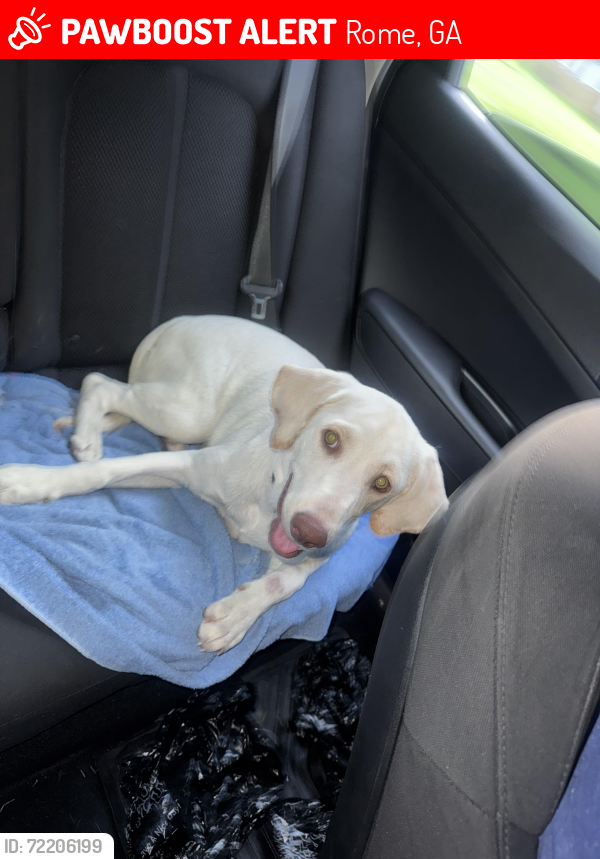 Lost Female Dog last seen Rome ga , Rome, GA 30161