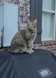 Lost Female Cat last seen Section/Dairy Rd, Fairhope, AL 36532