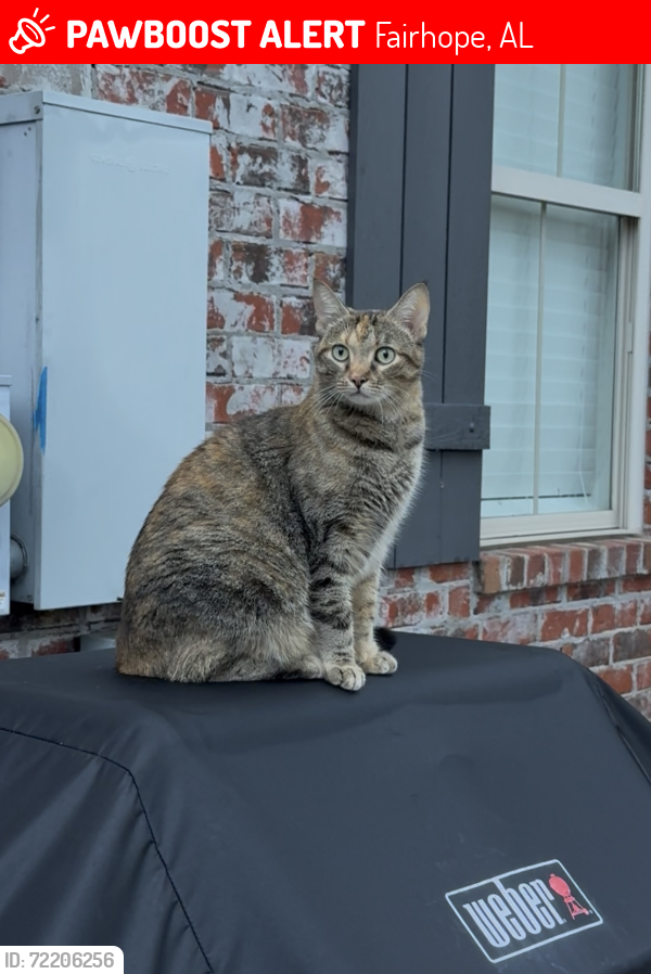 Lost Female Cat last seen Section/Dairy Rd, Fairhope, AL 36532
