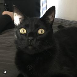Lost Male Cat last seen Carfax ave and Harco st Long Beach , Long Beach, CA 90808