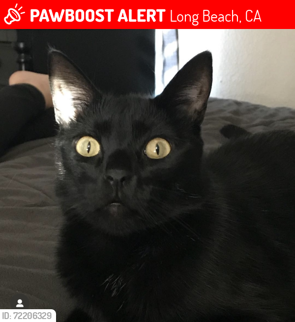 Lost Male Cat last seen Carfax ave and Harco st Long Beach , Long Beach, CA 90808