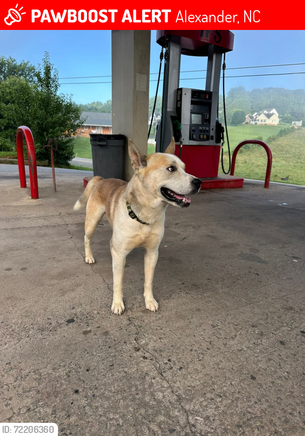 Lost Male Dog last seen Anchor drive Alexander NC 28701, Alexander, NC 28701