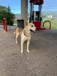 Lost Male Dog last seen Anchor drive Alexander NC 28701, Alexander, NC 28701