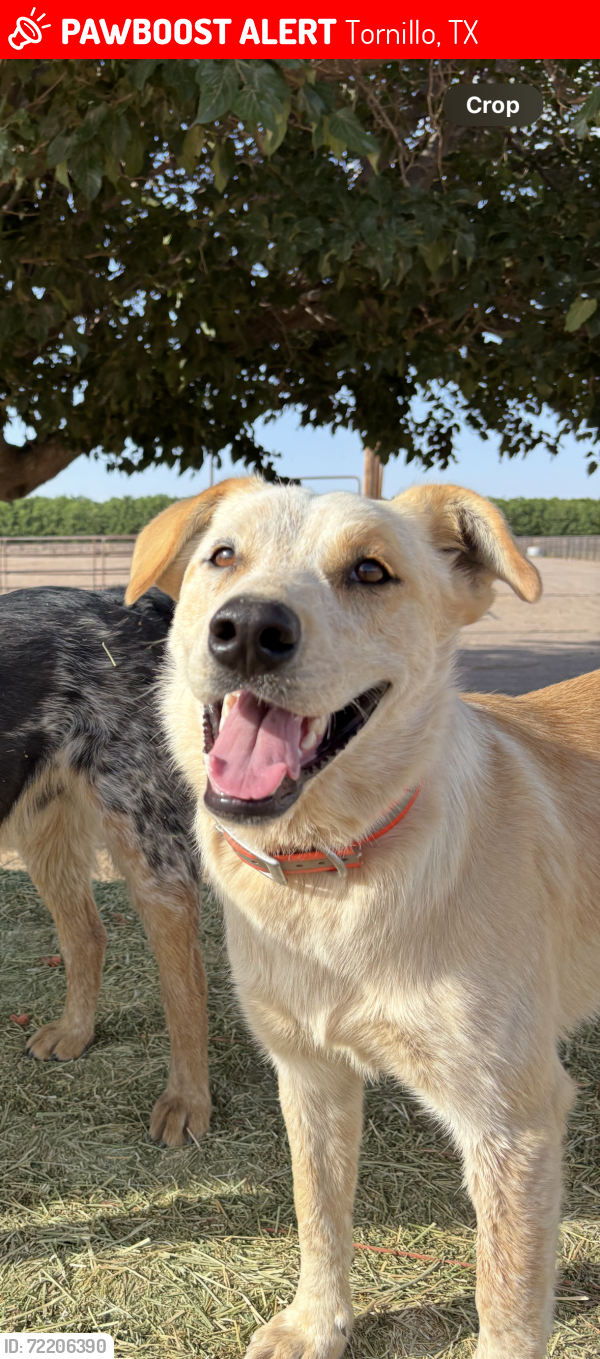 Lost Male Dog last seen Silverman Road , Tornillo, TX 79853