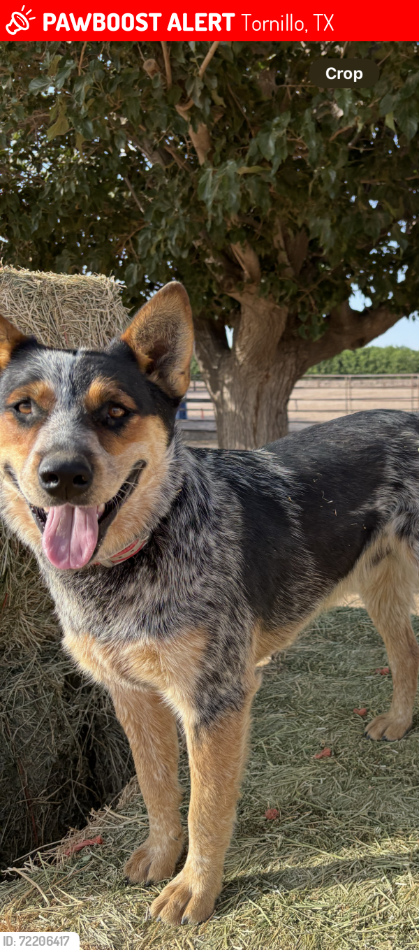 Lost Male Dog last seen Silverman Rd. , Tornillo, TX 79853