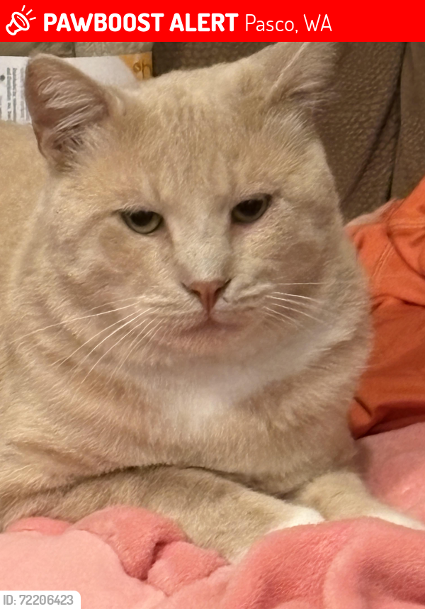 Lost Male Cat last seen Robert Wayne and Sandifur, Pasco, WA 99301