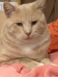 Lost Male Cat last seen Robert Wayne and Sandifur, Pasco, WA 99301