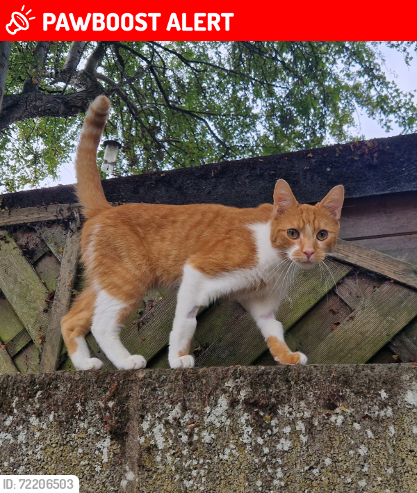 Lost Male Cat last seen Rawcliffe riverbank, Rawcliffe, England DN14 8RL