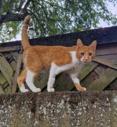 Lost Male Cat last seen Rawcliffe riverbank, Rawcliffe, England DN14 8RL