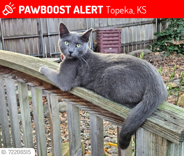 Lost Female Cat last seen Potwin in Topeka, KS, Topeka, KS 66606