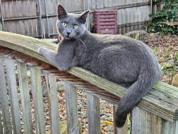 Lost Female Cat last seen Potwin in Topeka, KS, Topeka, KS 66606