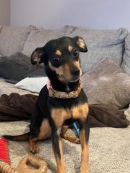 Reunited Female Dog last seen Sheridan st and Kirby Drive, West University Place, TX 77005