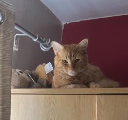 Lost Male Cat last seen Woad farm, Boston, Lincolnshire, England PE21 0EQ