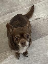 Lost Female Dog last seen 38th and T St, Tacoma, WA 98404