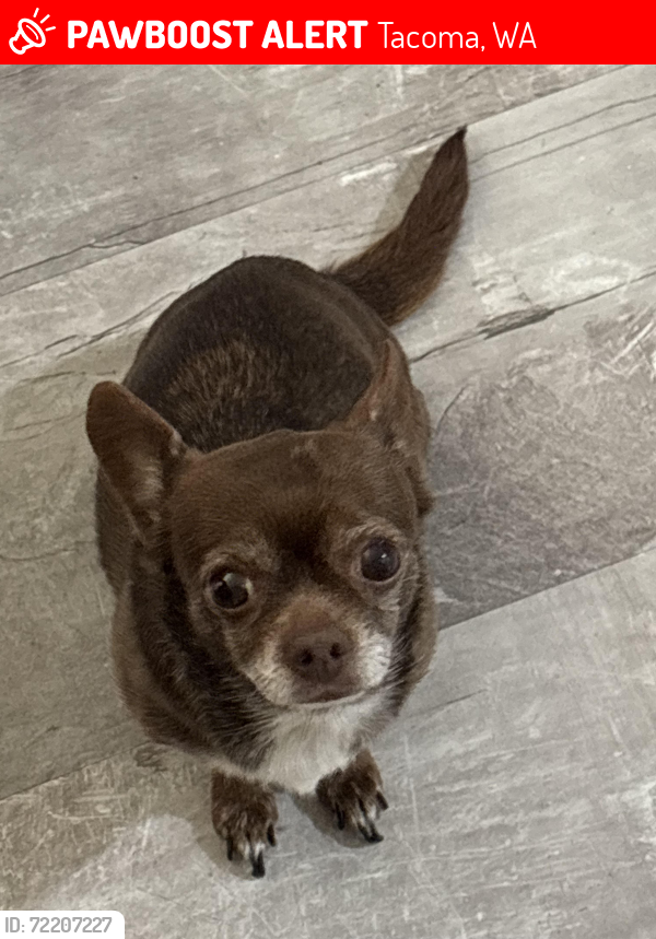 Lost Female Dog last seen 38th and T St, Tacoma, WA 98404