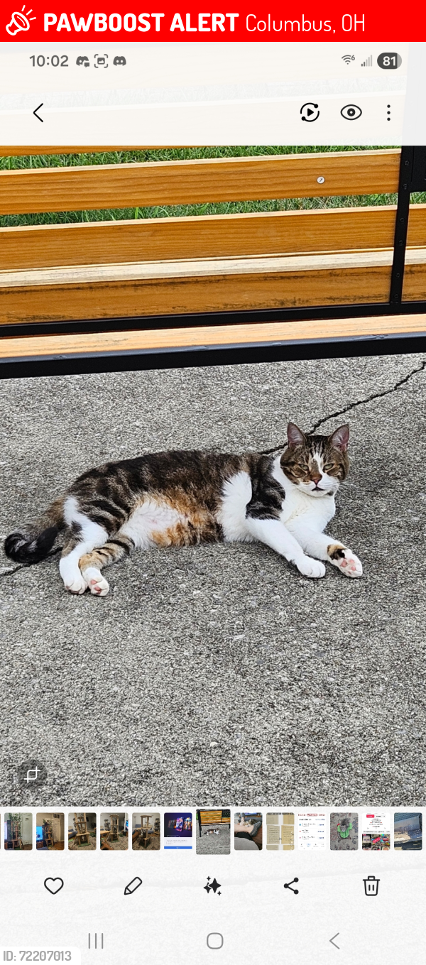 Lost Male Cat last seen Annhurst rd, Columbus, OH 43228