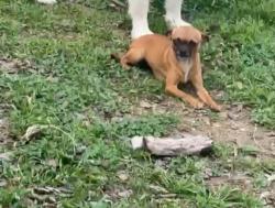 Lost Female Dog last seen Near Yucca dr, Round Rock, TX 78681