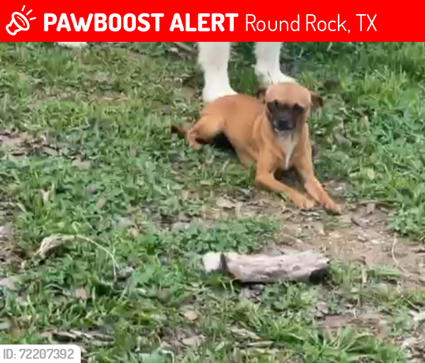 Lost Female Dog last seen Near Yucca dr, Round Rock, TX 78681