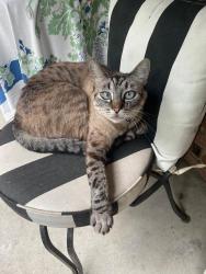 Lost Male Cat last seen Near east end of Sellwood Bridge on a patio of a  or apmt (Neighbor Ring posting), Portland, OR 97202