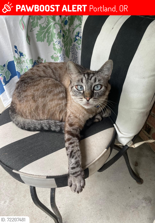 Lost Male Cat last seen Near east end of Sellwood Bridge on a patio of a  or apmt (Neighbor Ring posting), Portland, OR 97202