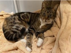 Lost Female Cat last seen Mary Ann Drive, Sue Mack Drive/Hardaway High School, Edgewood Rd/Richards Middle School, Columbus, GA 31906