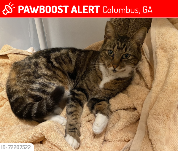 Lost Female Cat last seen Mary Ann Drive, Sue Mack Drive/Hardaway High School, Edgewood Rd/Richards Middle School, Columbus, GA 31906