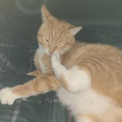 Lost Male Cat last seen George Street Decatur mi, Decatur, MI 49045