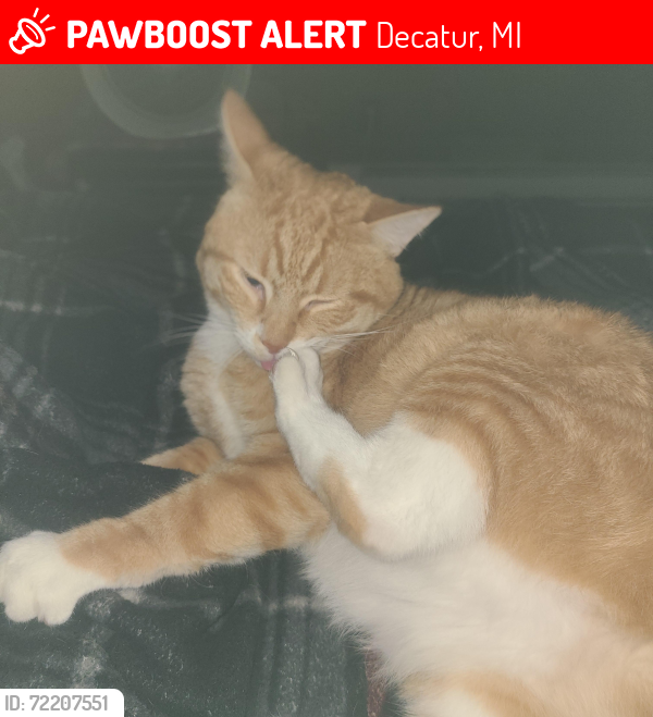 Lost Male Cat last seen George Street Decatur mi, Decatur, MI 49045