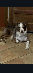 Lost Male Dog last seen Gracey Herndon Rd and Walnut Lane, Herndon, KY 42236