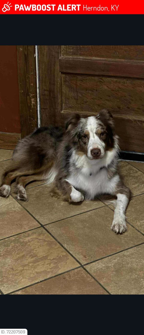 Lost Male Dog last seen Gracey Herndon Rd and Walnut Lane, Herndon, KY 42236