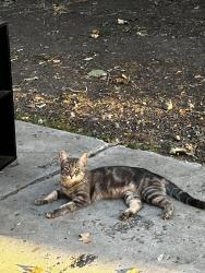 Lost Female Cat last seen Ella & valleyway , Spokane Valley, WA 99212