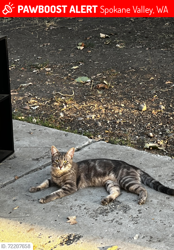 Lost Female Cat last seen Ella & valleyway , Spokane Valley, WA 99212