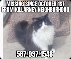 Lost Female Cat last seen 83rd Street & 127th Ave , Edmonton, AB T5E 2Y6