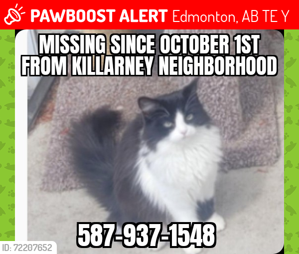 Lost Female Cat last seen 83rd Street & 127th Ave, Edmonton, AB T5E 2Y6