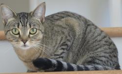 Lost Female Cat last seen Trites Rd complex, Richmond, BC V7E 6J7