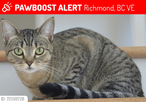 Lost Female Cat last seen Trites Rd complex, Richmond, BC V7E 6J7