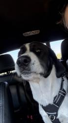 Lost Male Dog last seen CR 4668 and 4665, Leonard, TX 75452