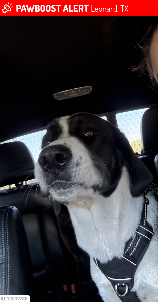Lost Male Dog last seen CR 4668 and 4665, Leonard, TX 75452