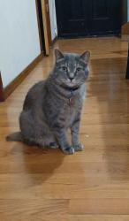 Lost Female Cat last seen South Albany  & W. Cullerton st  chicago il 60623, Chicago, IL 60623